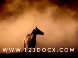 Desert Horse Photo Image