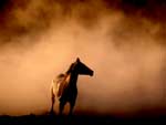 Desert Horse photo image
Click this thumbnail to view a larger detail of the photo, 
and access price and purchase options