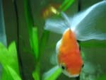 Goldfish photo image
Click this thumbnail to view a larger detail of the photo, 
and access price and purchase options