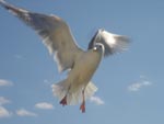 Flying bird Gull  photo image
Click this thumbnail to view a larger detail of the photo, 
and access price and purchase options