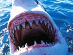 Great White Shark photo image
Click this thumbnail to view a larger detail of the photo, 
and access price and purchase options