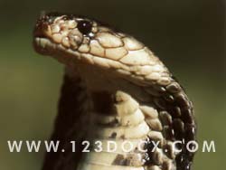 King Cobra Snake Photo Image