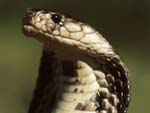 King Cobra Snake photo image
Click this thumbnail to view a larger detail of the photo, 
and access price and purchase options