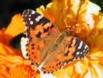 Butterfly photo image
Click this thumbnail to view a larger detail of the photo, 
and access price and purchase options