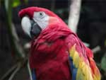 Red Macaw Parrot photo image
Click this thumbnail to view a larger detail of the photo, 
and access price and purchase options