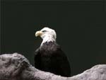 American Bald Eagle photo image
Click this thumbnail to view a larger detail of the photo, 
and access price and purchase options