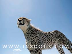Cheetah Standing Photo Image