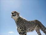 Cheetah Standing photo image
Click this thumbnail to view a larger detail of the photo, 
and access price and purchase options