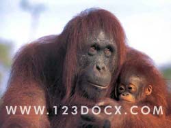 Orangutan Ape & Young Photo Image