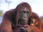 Orangutan Ape & Young photo image
Click this thumbnail to view a larger detail of the photo, 
and access price and purchase options