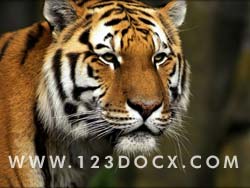 Tiger Photo Image