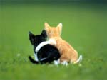 Kittens Playing photo image
Click this thumbnail to view a larger detail of the photo, 
and access price and purchase options