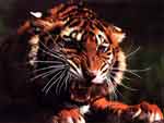 Tiger Growling photo image
Click this thumbnail to view a larger detail of the photo, 
and access price and purchase options