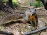 Grey Squirrel Photo
Click this Photo Image thumbnail for pricing, and purchase options