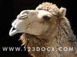 Camel Photo Image