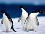Penguins photo image
Click this thumbnail to view a larger detail of the photo, 
and access price and purchase options