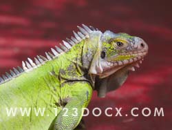 Iguana Reptile Lizard Photo Image