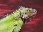 Iguana Reptile Lizard photo image
Click this thumbnail to view a larger detail of the photo, 
and access price and purchase options