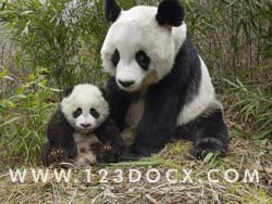 Giant Panda & Baby Panda Photo Image