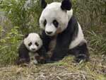Giant Panda & Baby Panda photo image
Click this thumbnail to view a larger detail of the photo, 
and access price and purchase options