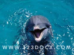 Dolphin Photo Image