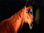 Horse photo image
Click this thumbnail to view a larger detail of the photo, 
and access price and purchase options