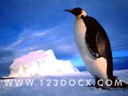 Penguin on Ice Photo Image