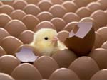 Chick Hatching photo image
Click this thumbnail to view a larger detail of the photo, 
and access price and purchase options