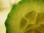 Cucumber Detail photo image
Click this thumbnail to view a larger detail of the photo, 
and access price and purchase options