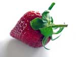 Strawberry Fruit photo image
Click this thumbnail to view a larger detail of the photo, 
and access price and purchase options