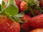 Basket of Strawberries Photo
Click this Photo Image thumbnail for pricing, and purchase options