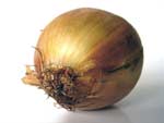 Onion photo image
Click this thumbnail to view a larger detail of the photo, 
and access price and purchase options