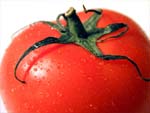 Tomato photo image
Click this thumbnail to view a larger detail of the photo, 
and access price and purchase options