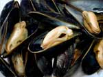 Mussels photo image
Click this thumbnail to view a larger detail of the photo, 
and access price and purchase options