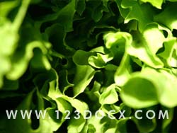 Salad Lettuce Photo Image