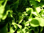 Salad Lettuce photo image
Click this thumbnail to view a larger detail of the photo, 
and access price and purchase options