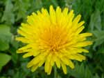 Dandelion Bloom photo image
Click this thumbnail to view a larger detail of the photo, 
and access price and purchase options