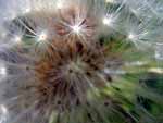 Dandelion Seeds photo image
Click this thumbnail to view a larger detail of the photo, 
and access price and purchase options