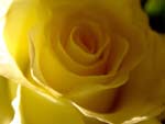Yellow Rose photo image
Click this thumbnail to view a larger detail of the photo, 
and access price and purchase options