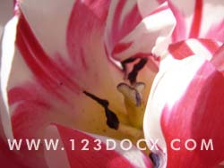 Red & White Tulip Flower Photo Image