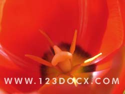 Red Tulip Flower Photo Image