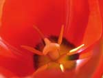 Red Tulip Flower photo image
Click this thumbnail to view a larger detail of the photo, 
and access price and purchase options