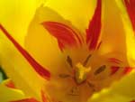 Yellow Tulip Flower photo image
Click this thumbnail to view a larger detail of the photo, 
and access price and purchase options