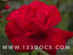 Red Rose Photo Image