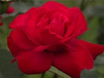 Red Rose photo image
Click this thumbnail to view a larger detail of the photo, 
and access price and purchase options