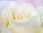 White Rose photo image
Click this thumbnail to view a larger detail of the photo, 
and access price and purchase options