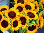 Sun Flowers photo image
Click this thumbnail to view a larger detail of the photo, 
and access price and purchase options