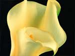 Calla Lily photo image
Click this thumbnail to view a larger detail of the photo, 
and access price and purchase options