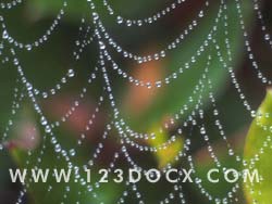 Spiders Web Photo Image