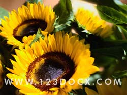 Sunflowers Photo Image